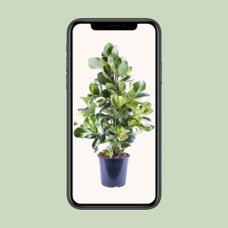 Clusia Rosea White Star environ 95 cm de haut - plante décorative parfaite pour les salons