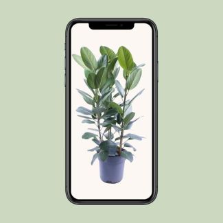 Ficus Audrey Tige 3 boutures - Ø27cm - ↕105cm