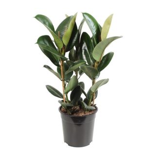 Ficus elastica (caoutchouc)