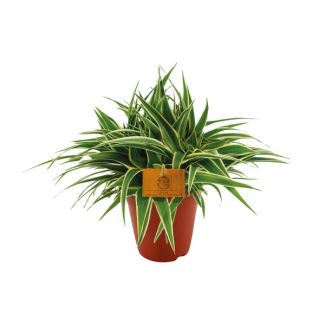 Chlorophytum panaché