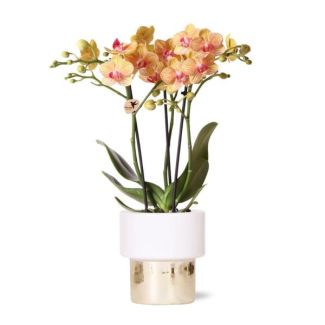 Orchidée Papillon Jamaica dans un pot Lush