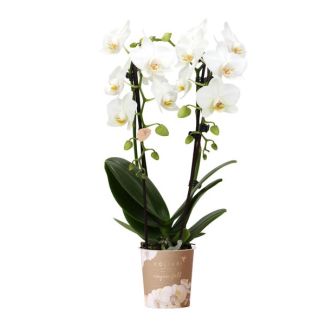 Orchidée Papillon Niagara Fall