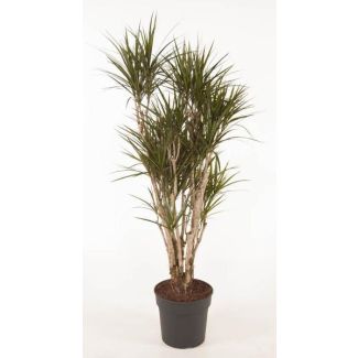 Dracaena Anita Variegata 160 cm - Idéal pour les Maisons et Bureaux - Arbre à Sang de Dragon