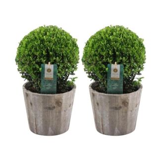 2x Houx japonais (feuillage lisse et brillant), belle boule verte en pot en bois | set de 2 pièces, Ilex crenata Jenny | 20 cm Ø diamètre 30 cm de hauteur
