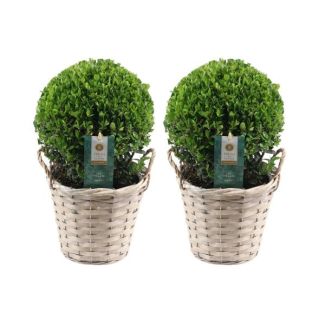 2x Houx japonais (feuillage lisse et brillant), belle boule verte dans un panier en osier | set de 2 pièces, Ilex crenata Jenny | 20 cm Ø diamètre 30 cm de hauteur