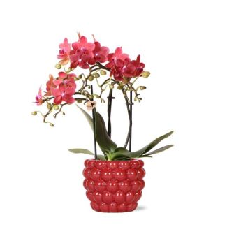Orchidée Papillon Congo dans pot décoratif Berry
