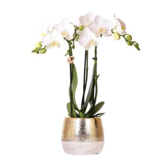Orchidée Papillon Amabilis dans un Pot Elite Or