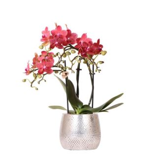 Orchidée Papillon Congo, Couleur Rouge, Pot Élégant Argent, Plante d'Intérieur Fleurie, Orchidées Phalaenopsis, Taille de Pot 09cm