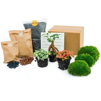 Kit de démarrage et de remplissage Ficus Bonsai