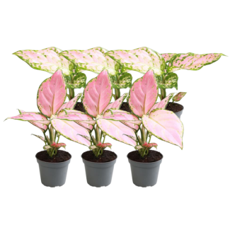 6 petites aglaonema