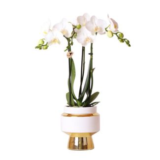 Orchidée Papillon Amabilis dans un Pot Décoratif Le Chic Doré