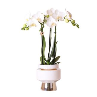 Orchidée Papillon Amabilis dans Pot Décoratif Argent Le Chic