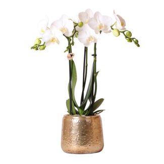 Orchidée Papillon Amabilis, dans un Pot Décoratif Luxe Or