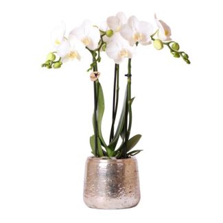 Orchidée Papillon Amabilis dans un Pot Décoratif Argent de Luxe