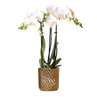 Orchidée Papillon Amabilis dans un Pot Décoratif en Or Diamond
