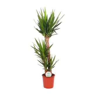 Plante d'intérieur populaire Yucca Elephantipes 125 cm - Plante à tige purificatrice d'air intérieure