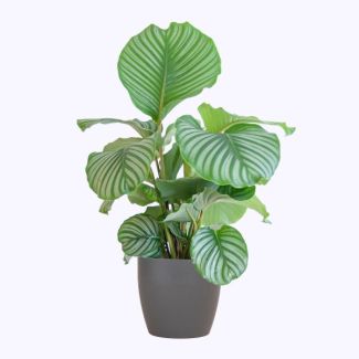 Calathea Orbifolia avec pot gris - 65cm - Ø21