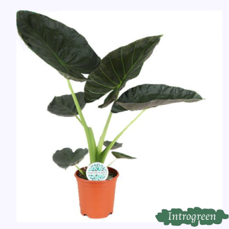 Oreille d'éléphant, Alocasia Regal Shield, Plante verte, Tropicale, Ø21cm - ↕90cm de haut