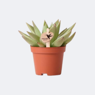 Plante succulente Echeveria Miranda