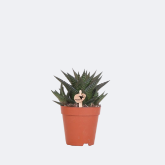 Plante grasse Haworthia Royal Highness