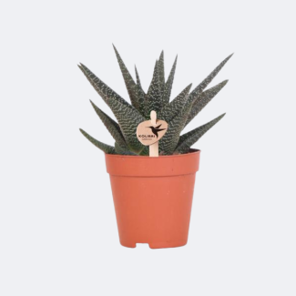 Plante grasse Haworthia Royal Highness