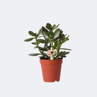 Arbre à monnaie, Plante grasse Crassula Ovata