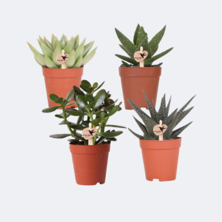 4 Pièces de Plantes Grasses (Mélange de Succulentes)