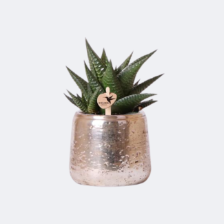 Plante grasse Haworthia Limifolia dans un pot décoratif argenté de luxe