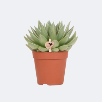 Plante grasse (Succulente) Echeveria Miranda
