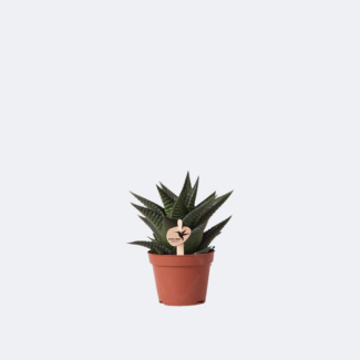 Plante grasse (succulente) Haworthia Limifolia