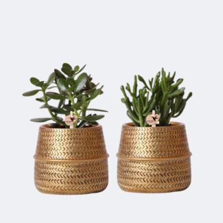 2 Plantes Succulentes dans des Pots Décoratifs Dorés