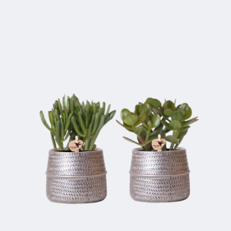 2 Plantes Succulentes dans un Pot Décoratif Argenté