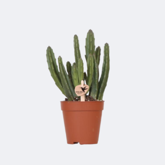 Plante grasse Stapelia