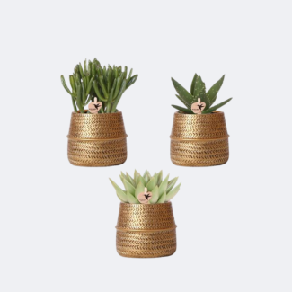 3 Pièces de Plantes Grasses dans un Pot Doré Groove