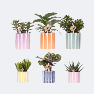 6 Pièces de Plantes Grasses dans des Pots Décoratifs Rayés