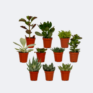 10 Pièces de Plantes Grasses (succulentes)