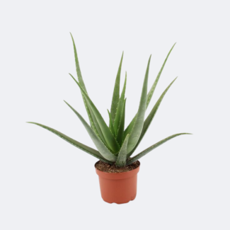 Aloe vera
