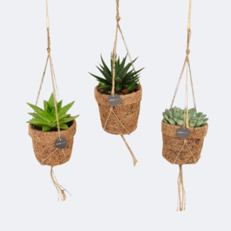 3 plantes grasses dans des pots suspendus Kokopot