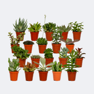 20 Pièces de Plantes Grasses