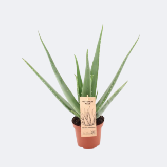 Aloe vera