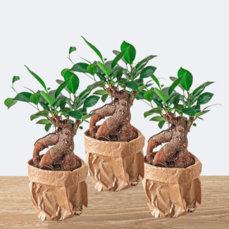 3 pièces de bonsaï Ficus