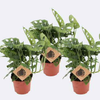3 Pièces de Monstera