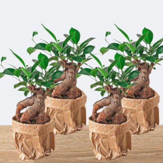 Set de 4 bonsaïs Ficus