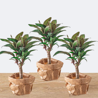 3 Pièces Mini-palmier