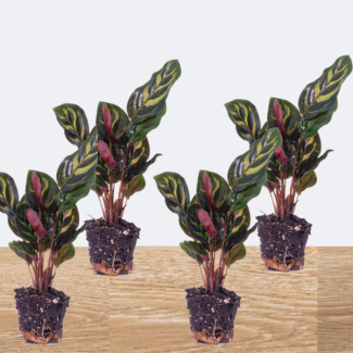4 Plantes Paon