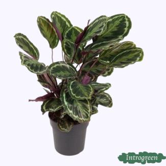 Plante d'intérieur remarquable Calathea Medallion d'environ 80 cm, Ø24cm