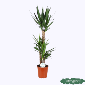 Yucca, Plante d'intérieur facile d'entretien de 125 cm de hauteur - succulente à feuilles persistantes