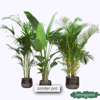 Pack avantage XXL - Kentia 200 cm, Strelitzia Nicolai 225 cm, Areca 200 cm