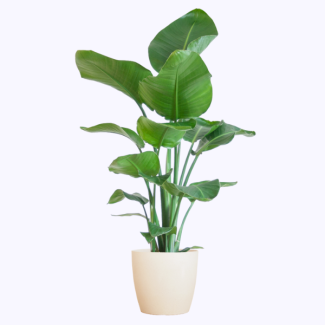 Strelitzia nicolai – Plante oiseau de paradis avec pot ou panier – env. 80 cm – Ø21 cm / Ø19 cm