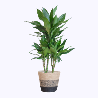 Dracaena Janet Lind met Lissabon mand zwart – 95 cm – Ø21